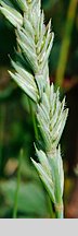 Elymus hispidus ssp. barbulatus