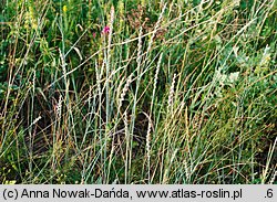 Elymus hispidus ssp. barbulatus