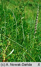 Elymus hispidus