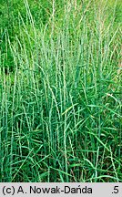 Elymus hispidus