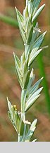 Elymus hispidus ssp. hispidus (perz siny typowy)