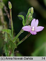 Epilobium obscurum (wierzbownica rózgowata)