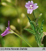 Epilobium obscurum (wierzbownica rózgowata)