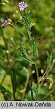 Epilobium obscurum (wierzbownica rózgowata)