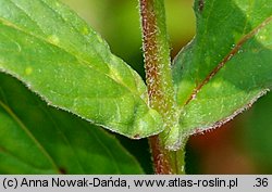 Epilobium obscurum (wierzbownica rózgowata)