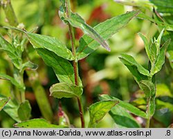 Epilobium obscurum (wierzbownica rózgowata)