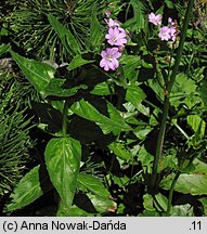 Epilobium alpestre