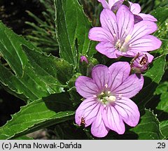 Epilobium alpestre