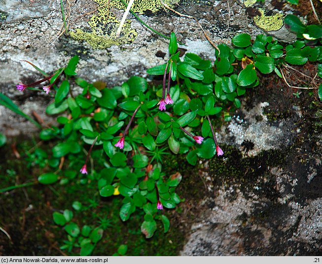 Epilobium anagallidifolium