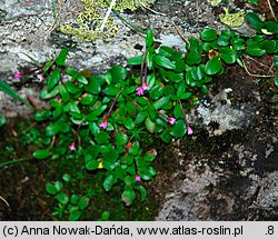 Epilobium anagallidifolium