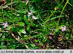 Epilobium anagallidifolium