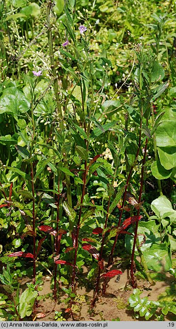 Epilobium obscurum (wierzbownica rózgowata)