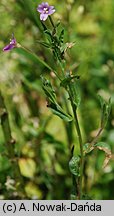 Epilobium obscurum (wierzbownica rózgowata)