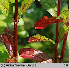 Epilobium obscurum (wierzbownica rózgowata)