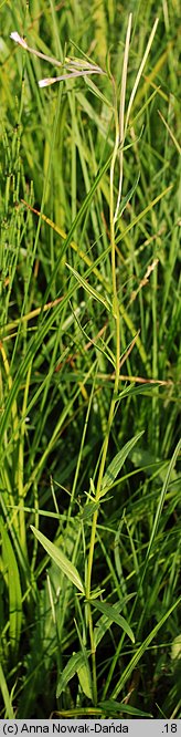 Epilobium palustre (wierzbownica błotna)