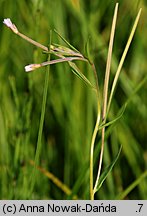 Epilobium palustre (wierzbownica błotna)