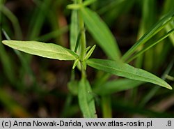 Epilobium palustre (wierzbownica błotna)