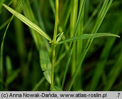 Epilobium palustre (wierzbownica błotna)