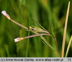 Epilobium palustre (wierzbownica błotna)