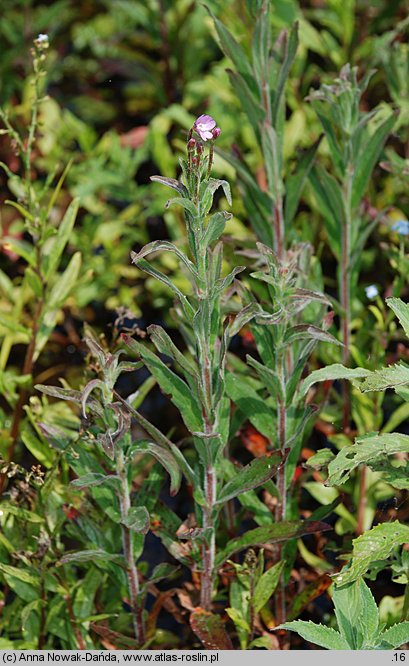 Epilobium parviflorum (wierzbownica drobnokwiatowa)