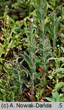 Epilobium parviflorum (wierzbownica drobnokwiatowa)