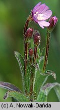 Epilobium parviflorum (wierzbownica drobnokwiatowa)