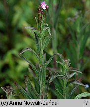 Epilobium parviflorum (wierzbownica drobnokwiatowa)