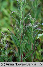 Epilobium parviflorum (wierzbownica drobnokwiatowa)