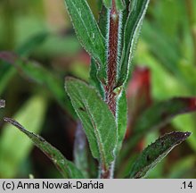 Epilobium parviflorum (wierzbownica drobnokwiatowa)