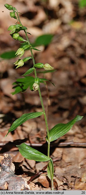 Epipactis albensis (kruszczyk połabski)