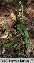 Epipactis albensis (kruszczyk połabski)