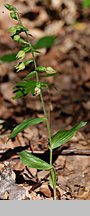 Epipactis albensis (kruszczyk połabski)