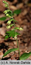 Epipactis albensis (kruszczyk połabski)