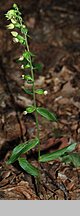 Epipactis albensis (kruszczyk połabski)