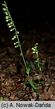 Epipactis albensis (kruszczyk połabski)