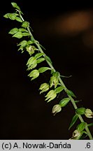 Epipactis albensis (kruszczyk połabski)