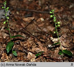 Epipactis albensis (kruszczyk połabski)