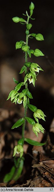 Epipactis albensis (kruszczyk połabski)