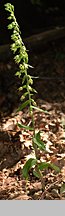 Epipactis albensis (kruszczyk połabski)