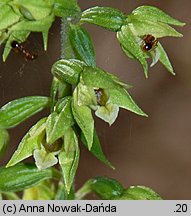 Epipactis albensis (kruszczyk połabski)