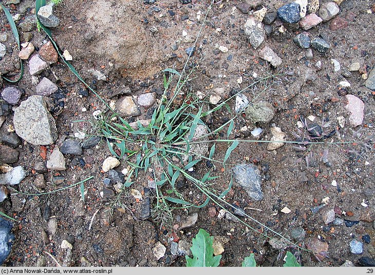 Eragrostis minor (miłka drobna)