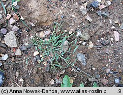 Eragrostis minor (miłka drobna)