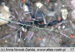 Eragrostis minor (miłka drobna)