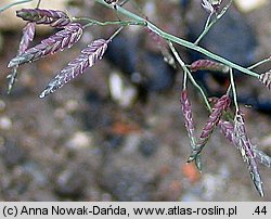 Eragrostis minor (miłka drobna)