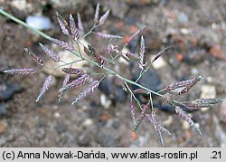 Eragrostis minor (miłka drobna)