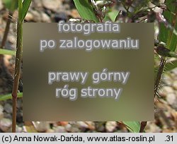 Eragrostis minor (miłka drobna)