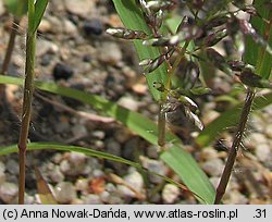 Eragrostis minor (miłka drobna)