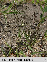 Eragrostis minor (miłka drobna)