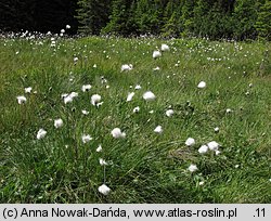 Eriophorum vaginatum (wełnianka pochwowata)