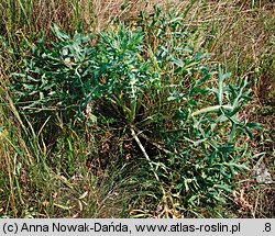 Eryngium campestre